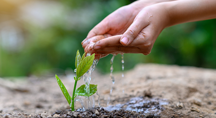 In the hands of trees growing seedlings. Bokeh green Background Female hand holding tree on nature field grass Forest conservation concept